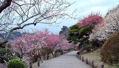 Японский сад Kanbai05l